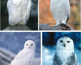 Set of 4 White Snow Owls Bird Fabric Quilt Blocks