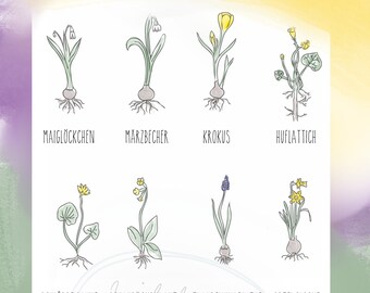 Early Bloomers|Spring Flowers Montessori Poster| educational poster| botanical identification|hand drawn watercolor| Lily of the valley, Easter...