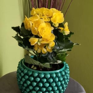 Splendid Caltagirone Pine Plant holder 22/23 dia