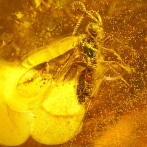 Erstaunlicher Bernstein mit Einschluss einer geflügelten Ameise, einer Spinne, mehreren geflügelten Insekten und Tausenden von Luftblasen.