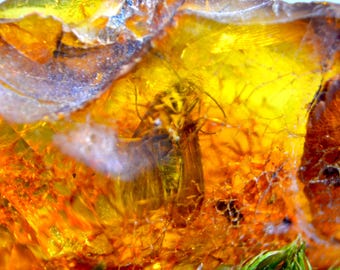 Beautiful INCLUSION in AMBER, MOTH Fossil, Natural Ukrainian Amber, Fossil Insect, Gem, Collection Stone