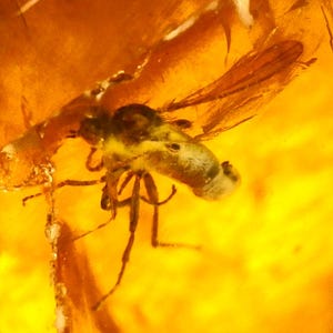 Bernstein mit Wenigen Einschlüssen, zwei geflügelte Insekten Einschlüsse im Ukrainischen Bernstein, Fossil Insekt, Edelstein, Sammelstein