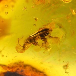 Two Flies and a Strange Bug in AMBER, INCLUSION Fossil Insect, Natural Ukrainian Amber, Gem, Collection Stone, Amber Pendant