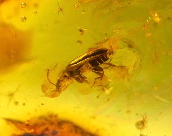 Two Flies and a Strange Bug in AMBER, INCLUSION Fossil Insect, Natural Ukrainian Amber, Gem, Collection Stone, Amber Pendant