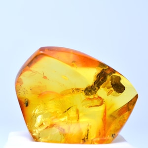 Detaillierte prähistorische KÄFER in AMBER, Fossil Insekt in Ukrainischen Bernstein, exklusives Geschenk Sammlerstein