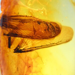 SELTEN! Große schöne FLÜGEL eines prähistorischen Insekts aus AMBER, natürlichem Ukrainischen Bernstein, Fossilem Insekt, Edelstein, Sammelstein