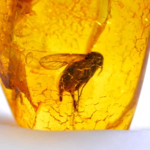 Beautiful FLY in AMBER, INCLUSION Fossil Insect, Natural Ukrainian Amber, Gem, Collection Stone, Amber Pendant