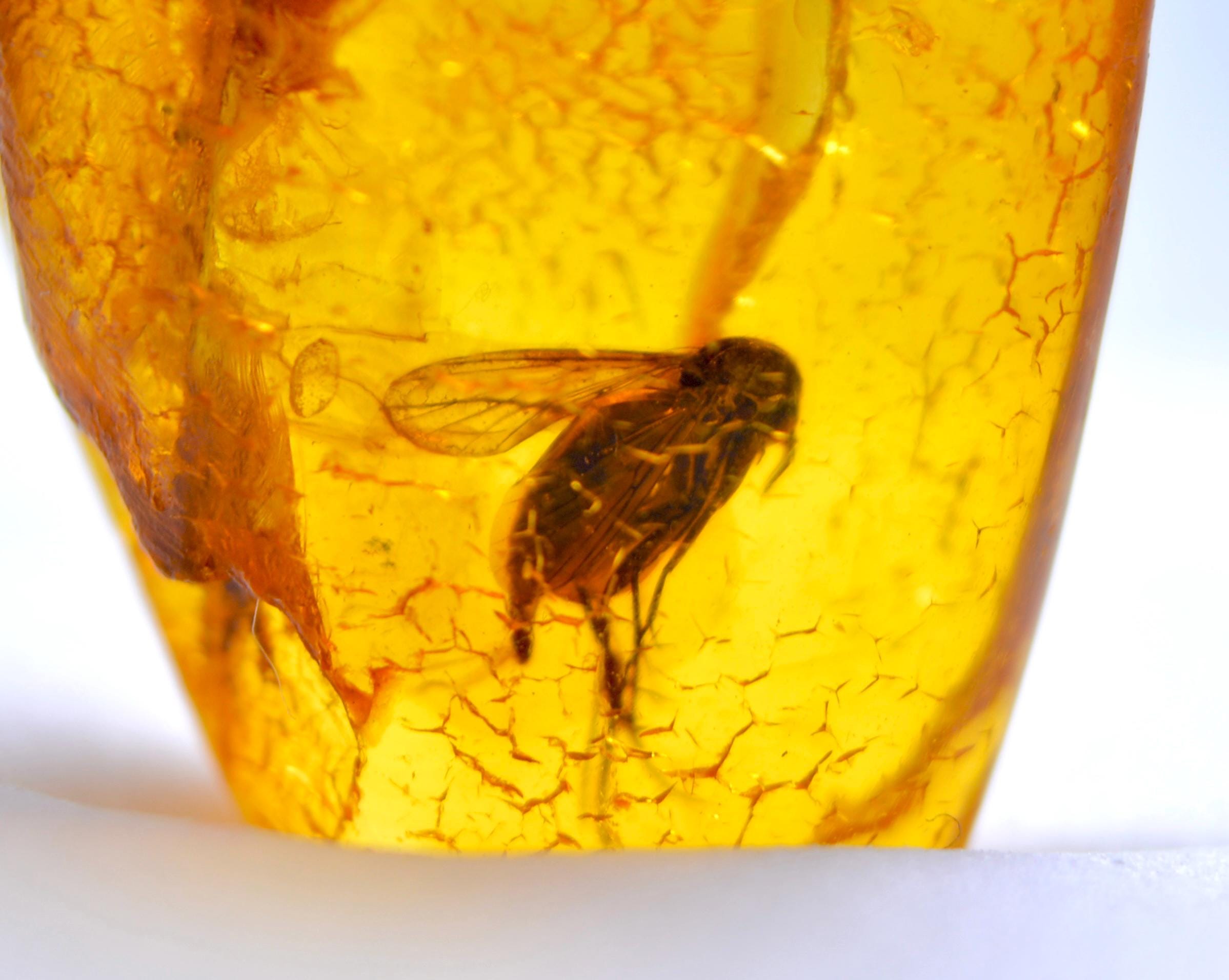 Beautiful FLY in AMBER, INCLUSION Fossil Insect, Natural Ukrainian Amber, Gem, Collection Stone, Amber Pendant