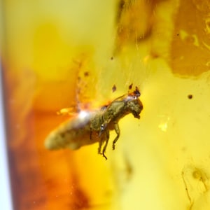 Uraltes geflügeltes Insekt und verschiedene andere EINSCHLÜSSE im Bernstein, Fossiles Insekt & fossile Pflanze im Bernstein, Sammelstein, exklusives Geschenk