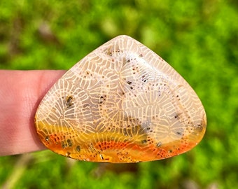 Cantipede Fossil Coral best pattern cabochon | strong pattern | beauty indonesian stone