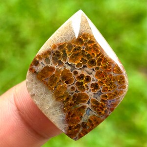 Könnte beinhalten: Ein polierter Edelstein mit einem einzigartigen Muster. Der Stein hat eine Tropfenform mit einer Mischung aus Beige-, Braun- und Orangetönen. Die Oberfläche weist ein detailliertes, organisches Muster und eine glänzende Oberfläche auf. Der Hintergrund ist ein verschwommenes Grün.