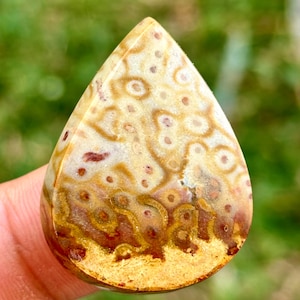 Palmroot eye Petrified Wood Cabochon | Garut, West Java | Natural Fossil Gemstone