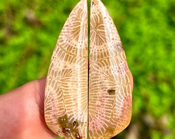 Cantipede Fossil Coral migliori coppie di modelli / modello forte / pietra indonesiana di bellezza