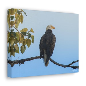 Bald Eagle Canvas Gallery Wraps Erica Carrier Photography