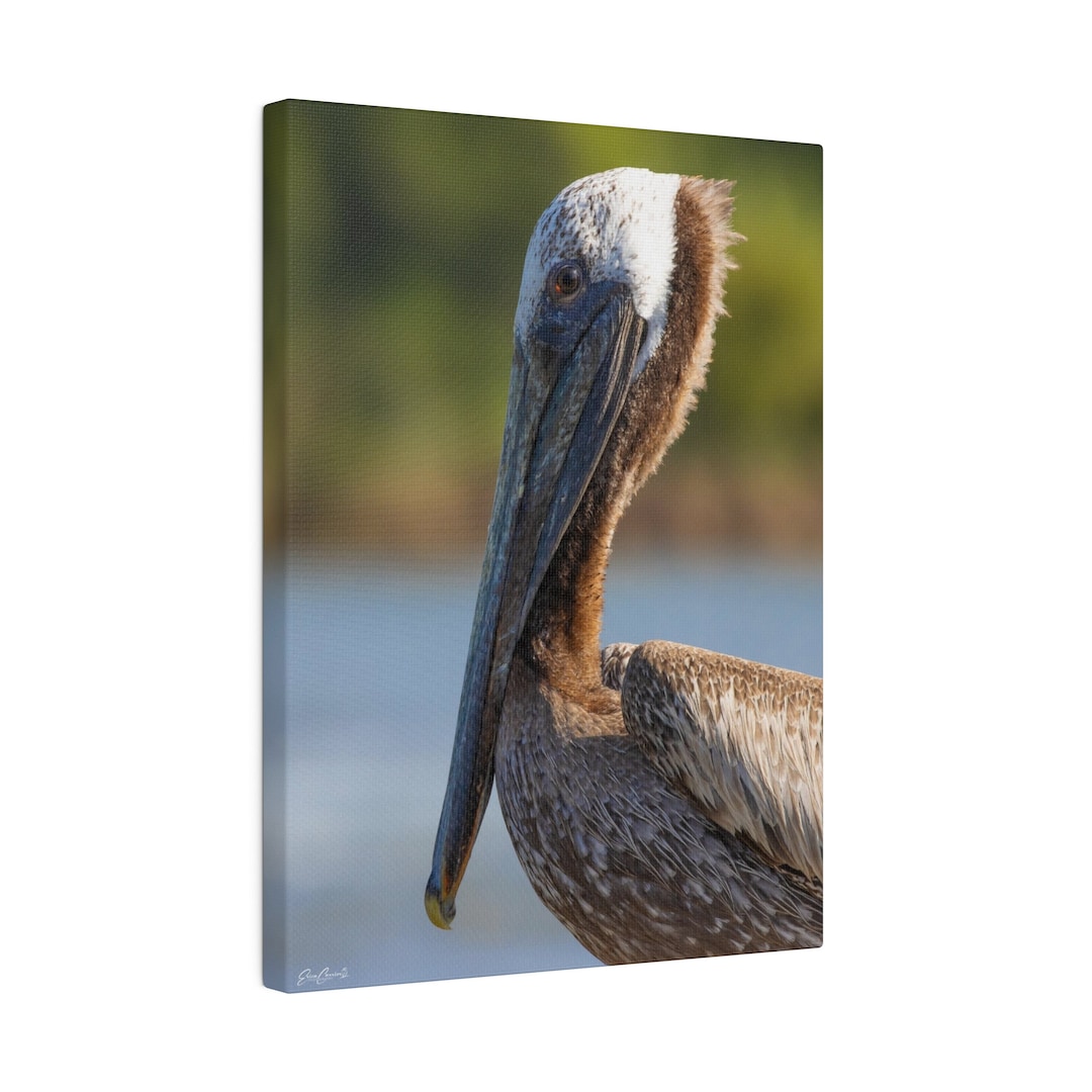 Louisiana Brown Pelican Canvas Pelican Canvas Pelican Art Etsy