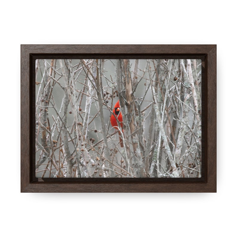 Northern Cardinal Framed Canvas, Cardinal Art, Cardinal Canvas, Gallery ...