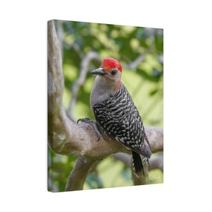 Woodpecker Canvas, Woodpecker Art, Louisiana Wood Pecker, Red Bellied Woodpecker Matte Canvas, Stretched, 0.75&quot;, Bird Gifts