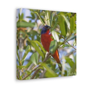 Painted Bunting Canvas, Painted Bunting Art, Painted Bunting Gift, Bird Cavas, Bird Art, Canvas Gallery Wraps 10 x 10, Bird Gifts