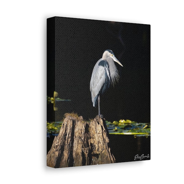 Great Blue Heron Photography, Great Blue Heron Canvas, Heron gifts, Blue heron gifts 8x10