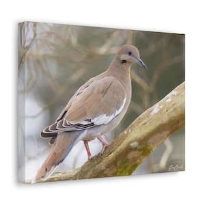 White Winged Dove Canvas, Dove Canvas, Dove Art, White Winged Dove Canvas Gallery Wraps, Bird Gift, 14x11