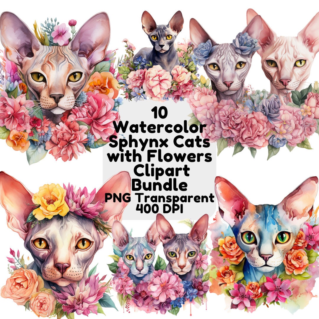 Artery8 Sphynx Cat with Floral Tattoo in Flower Blooms Colourful