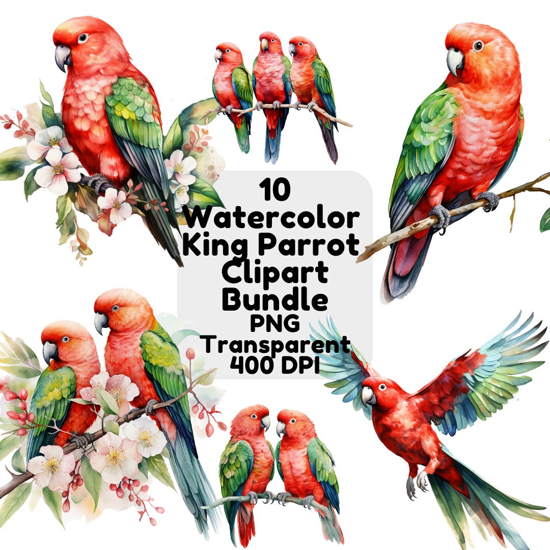 Cute Australian King Parrot Watercolor Clipart PNG Transparent ...