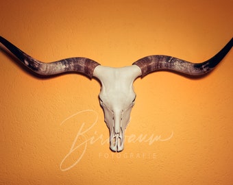 Texas longhorn skull