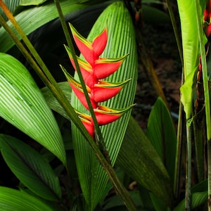 Heliconia Tropical Flower - Botanical Wall Art, Digital Download, Exotic Plant Photography (3 Images)