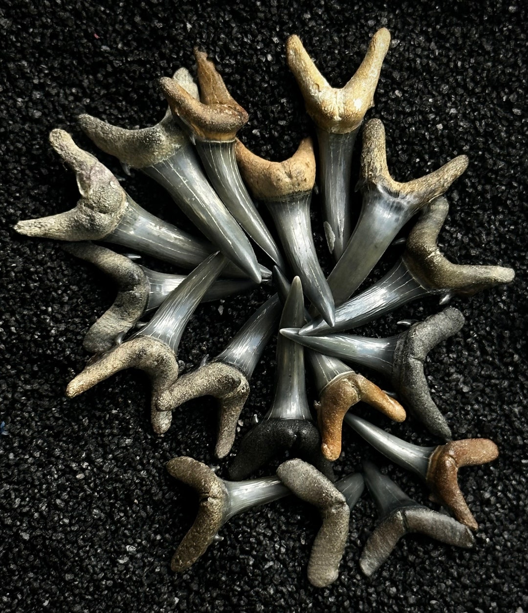 8 RANDOM Fossil Sand Tiger Shark Teeth - Etsy