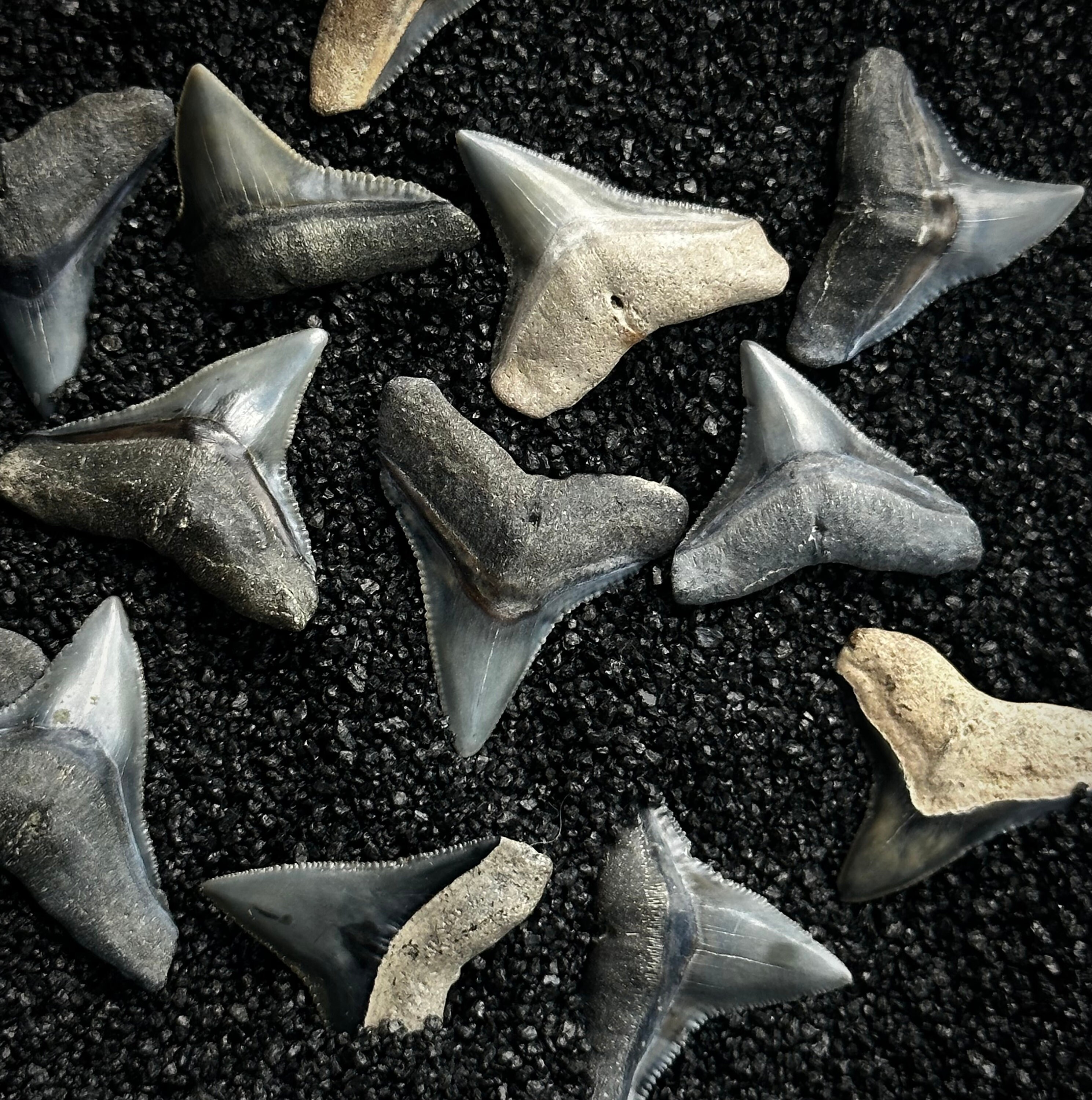 Bull Shark Teeth