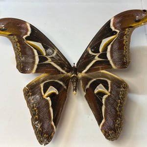 A2 Attacus vietnamensis moth Saturniidae Decor Specimen Collection