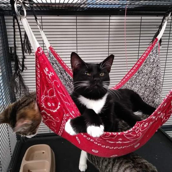 Pet Hammock Etsy