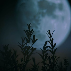 Explore Lunar-Aligned Wildcrafting with “Harnessing Lunar Cycles in Wildcrafting Herbs” guide.