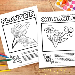 May include: Black and white coloring page featuring illustrations of plantain and chamomile plants. The page includes the scientific names for each plant and fun facts about their uses.  "Common plantain might be a weed in your yard, but it's a superhero for your skin."  "Chamomile is like a cozy blanket in a cup. It's a flower that makes a soothing tea that can help you relax and have sweet dreams."