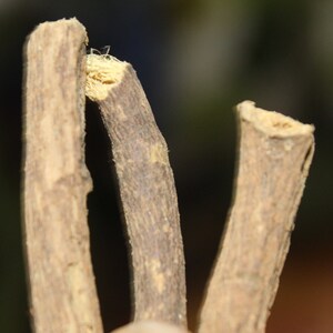 Liquorice | Sweet Wood | Mulethi - Delving into the Essence of Liquorice