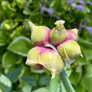May include: Close-up of a cluster of seed pods, showing a mix of green and pink colours. The pods are bulbous and clustered, with a green stem. The background is a blur of green foliage and purple flowers.