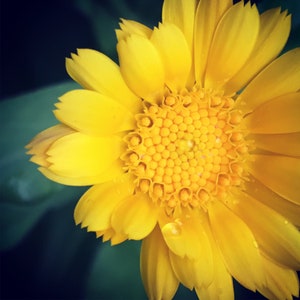 50 seeds of Calendula officinalis - Marigold - FREE SHIPPING In Canada - Calendule - For permaculture Garden
