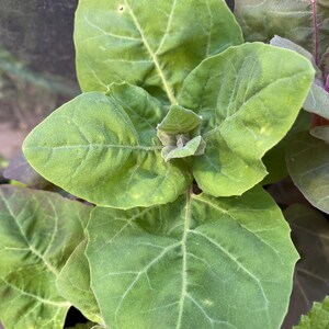 May include: Close-up of bright green leaves with visible veins. The leaves have a slightly fuzzy texture and are arranged in a cluster. Some leaves have a hint of yellow and purple. The image showcases the natural beauty of plant foliage.