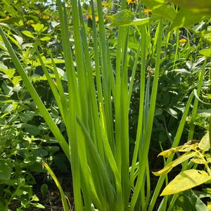 Peut inclure: Gros plan sur des oignons verts frais poussant dans un jardin. Les longues feuilles fines des oignons verts sont au centre de l'image, avec en arrière-plan d'autres feuillages verts et des fleurs jaunes.