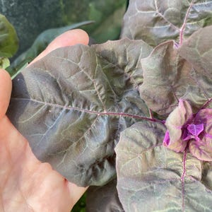 May include: A close-up shot of a plant with large, textured leaves. The leaves are a deep purple with lighter green veins and edges. A hand gently holds one of the leaves, highlighting the plant's texture and colour variations. A small cluster of purple flowers is visible.