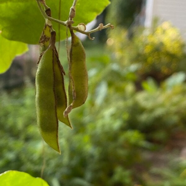 15 seeds of Amphicarpaea bracteata  - Hog peanut - Ground bean - Haricot de terre - FREE SHIPPING In Canada - For permaculture Garden