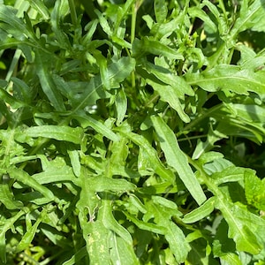 75 seeds of Diplotaxis tenuifolia (wall rocket, wild rocket, perennial rocket) - FREE SHIPPING in Canada - Organic - Permaculture garden