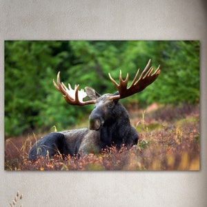 Wall Art of Moose, Large Bull Moose Canvas Artwork, Wildlife Art