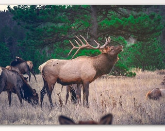 Wall Art, Bull Elk Bugling, Elk Canvas Artwork For Home or Office