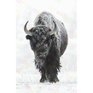 Bull Bison Canvas Wall Art | Snowy Grassland Buffalo Painting | Western Wildlife Print | Majestic Animal Home Decor