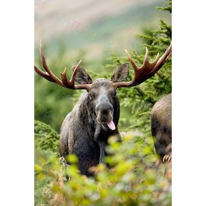 Wall Art, Moose Traveling Through The Forest, Bull Moose Canvas Artwork