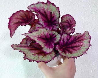 Begonia Rex Easy to Care for Rare Unique Houseplant Perfect Starter