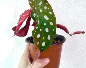 Begonia Maculata 'Polka-dot' Rare Plant Easy to Care for Great Gift Idea Exotic Houseplant