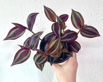 Tradescantia Zebrina 'Burgundy' Fast Growing Perfect Starter Plant Easy to Care for