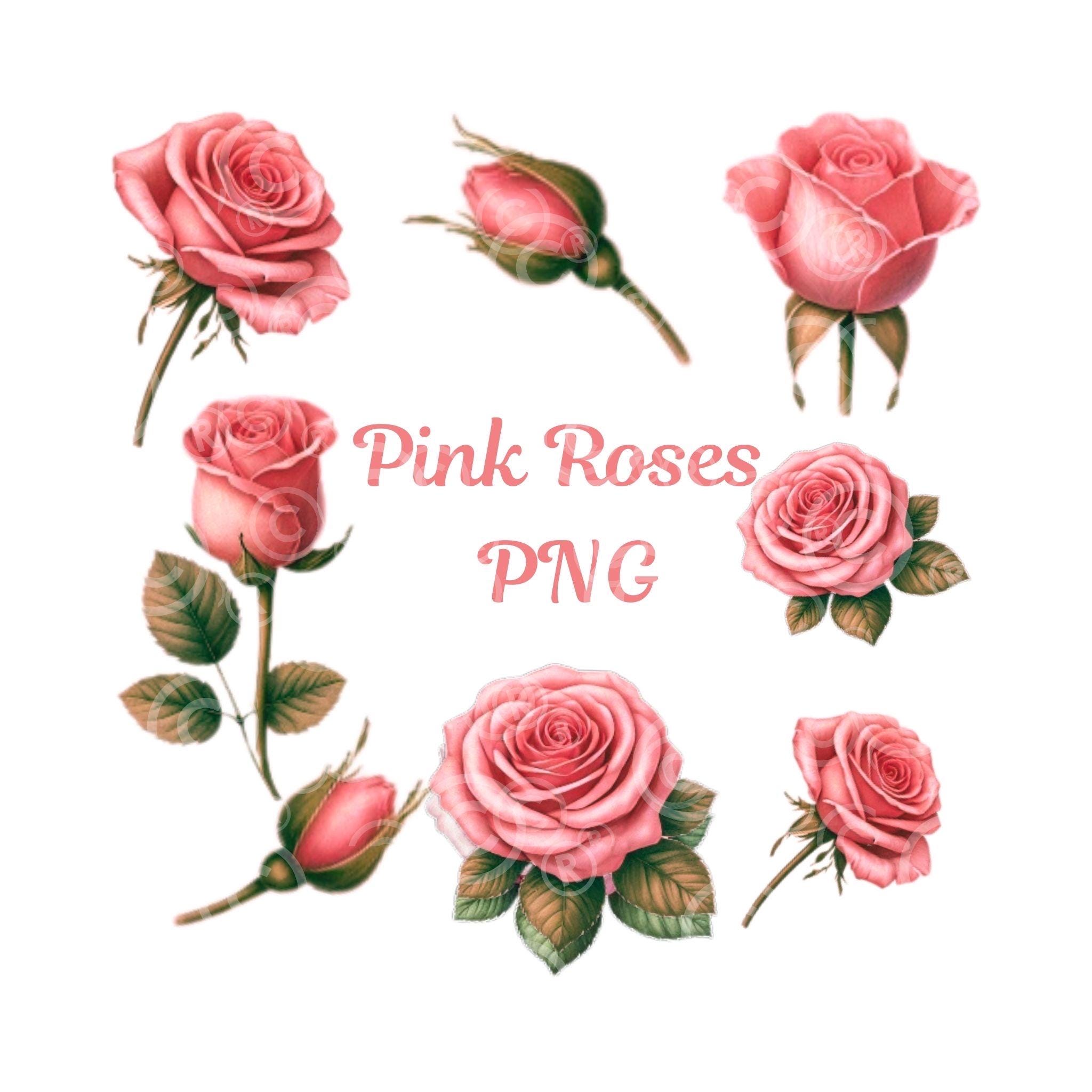 Pink Roses Watercolor Clipart, Floral PNG, Wedding Roses (digital Art ...